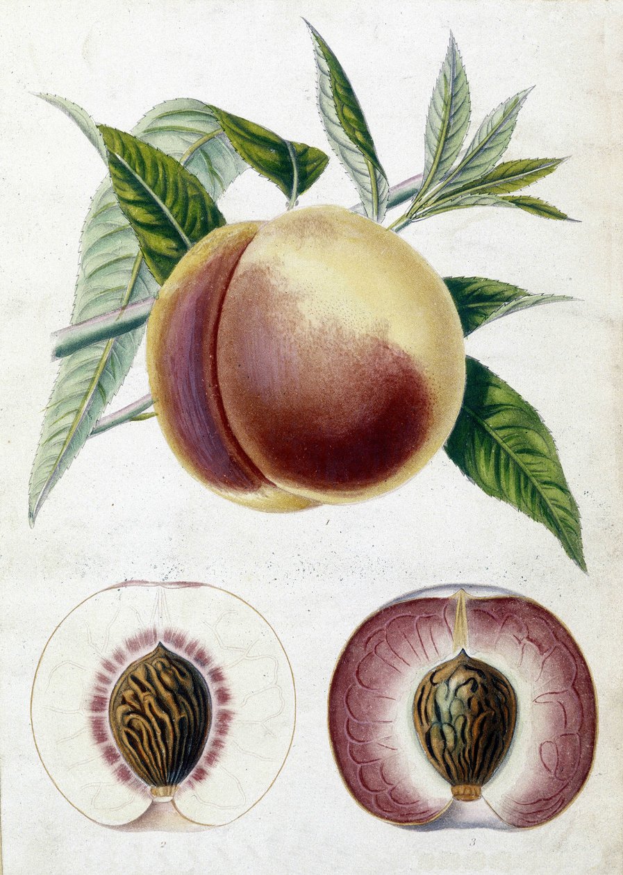 Pêche blanche - planche botanique - Unknown artist