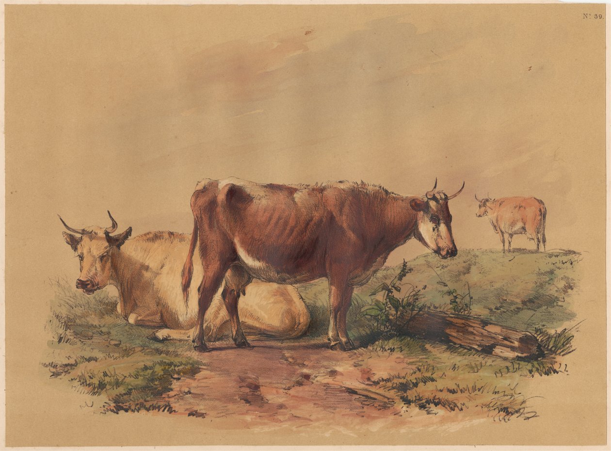 Bétail - Unknown artist