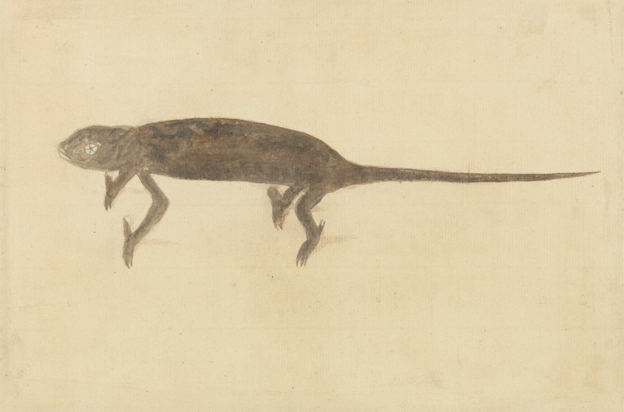Chamaeler Chamaeleon - Unknown artist