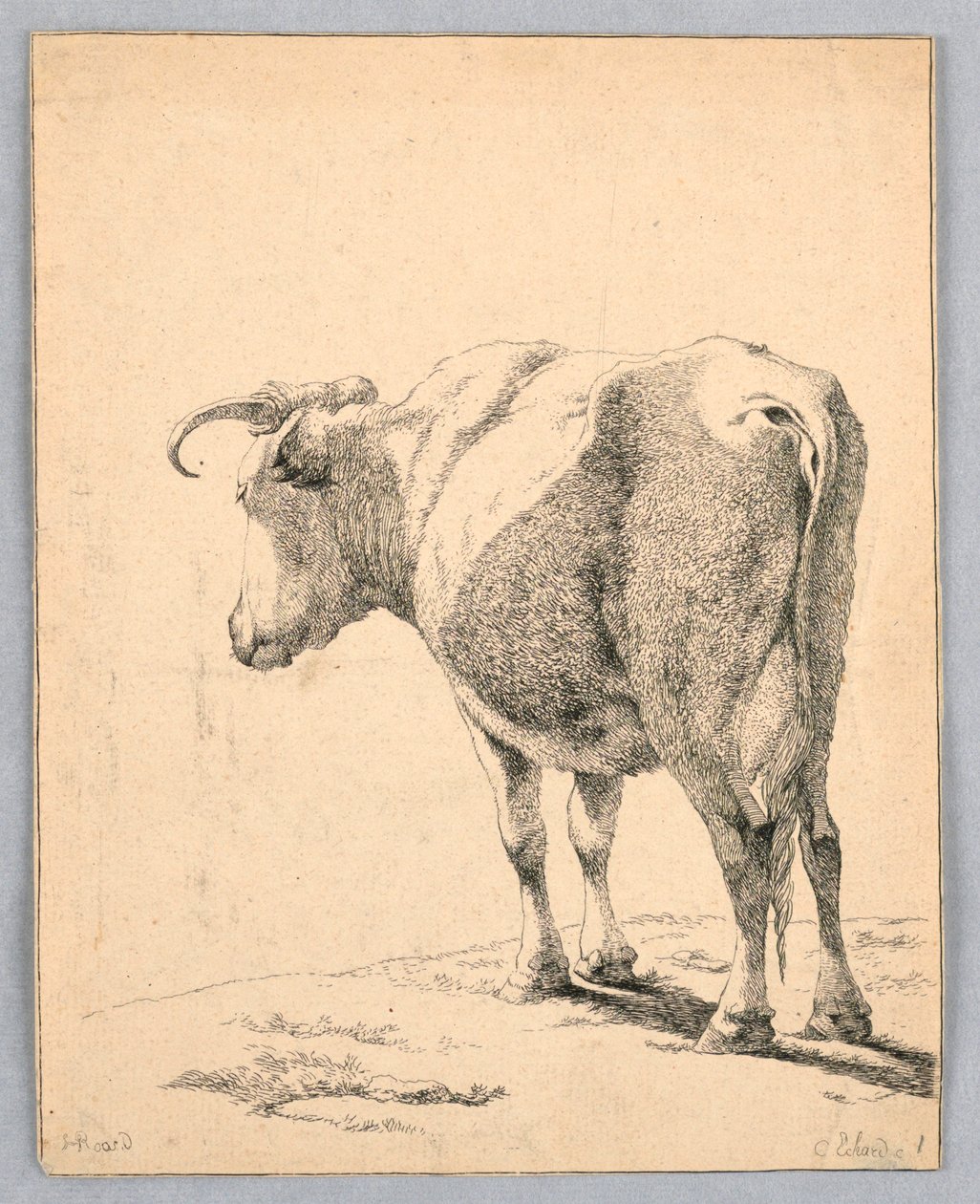 Vache - Unknown artist