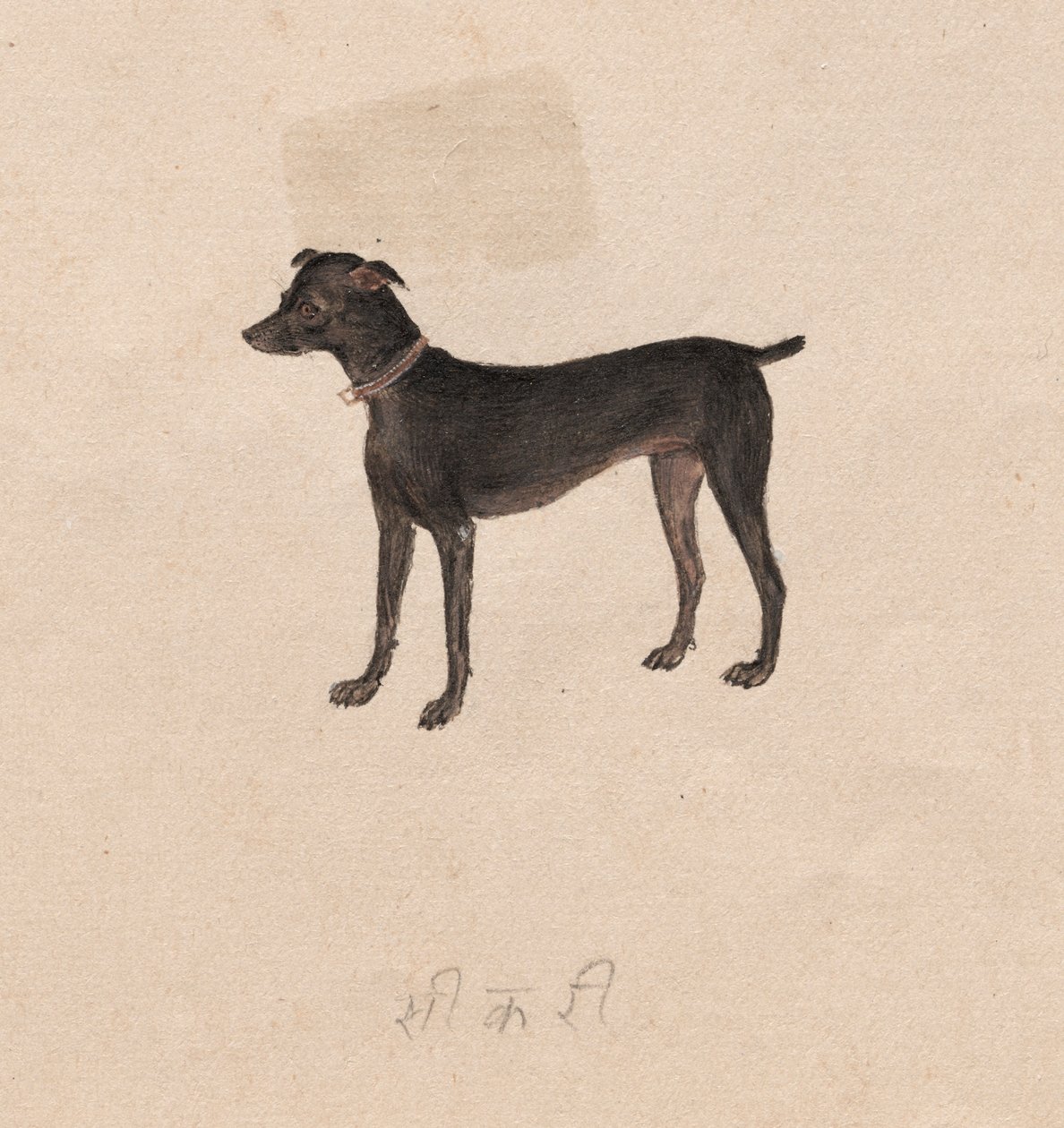 Chien - Unknown artist