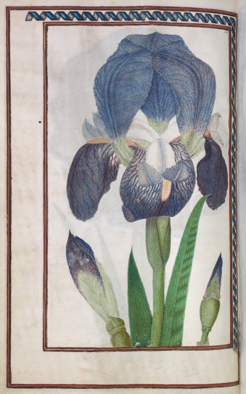 Florilegium - Unknown artist