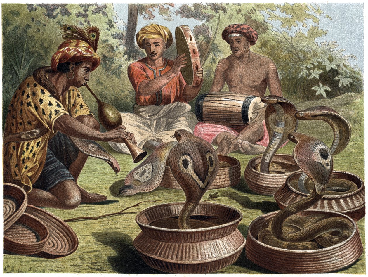 Cobra indien - Unknown artist