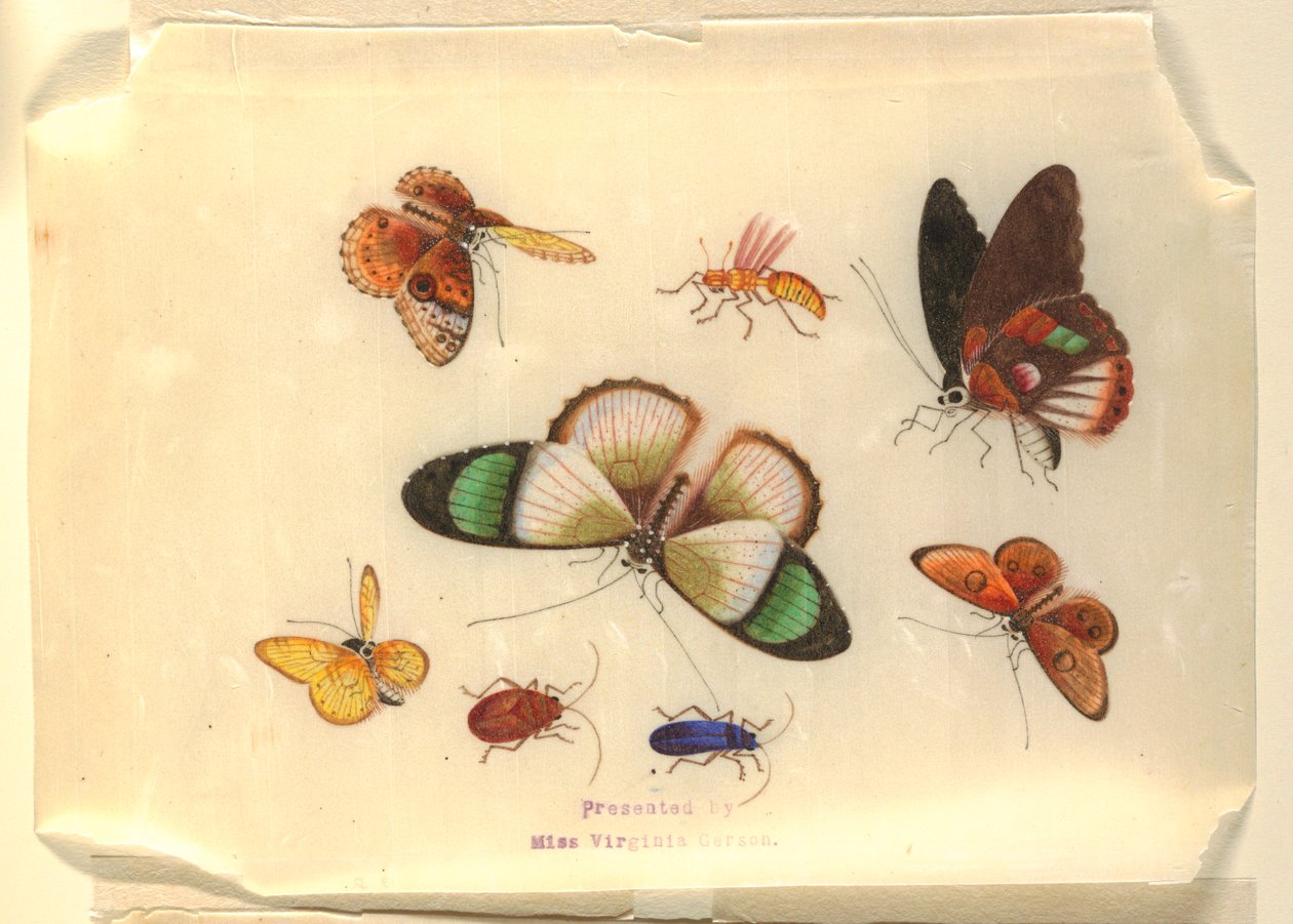 Insectes - Unknown artist