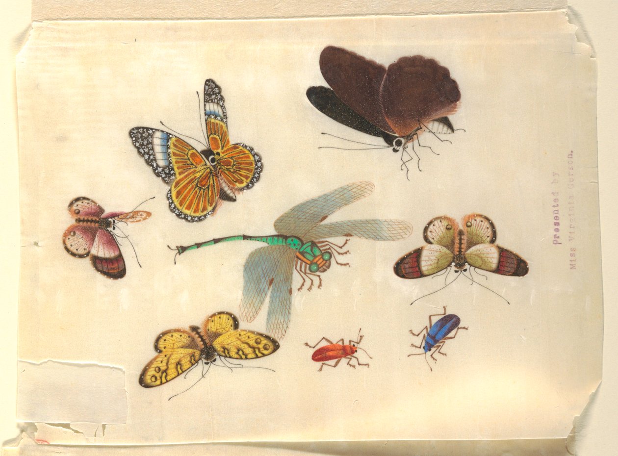 Insectes - Unknown artist