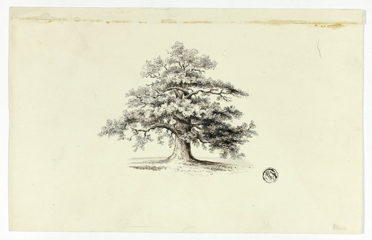 Chêne - Unknown artist