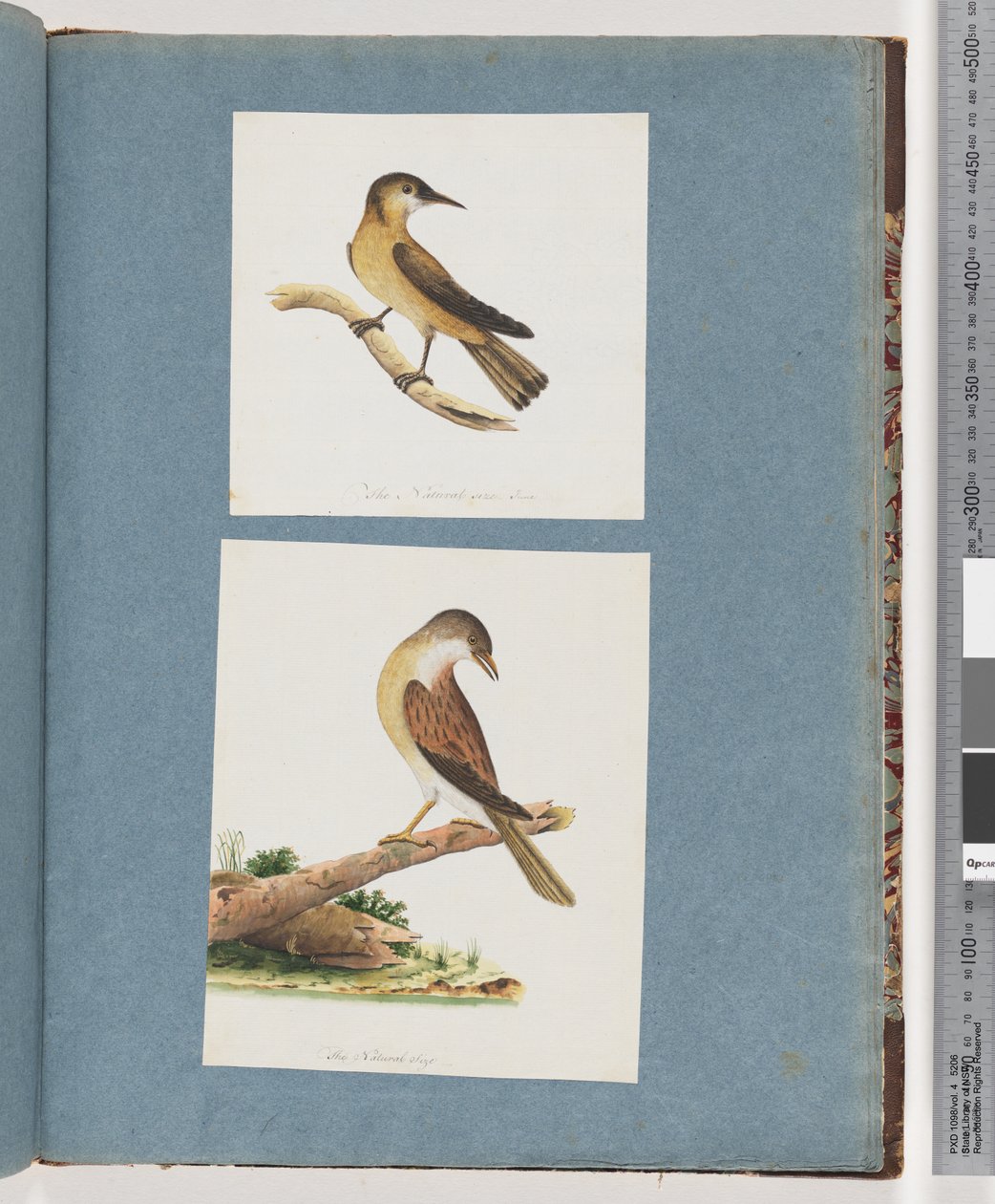 Page 125. Oiseau non identifié. 126. Oiseau non identifié - Unknown artist