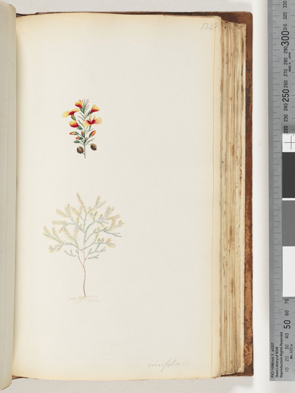 Page 132. Ericifolia - Unknown artist