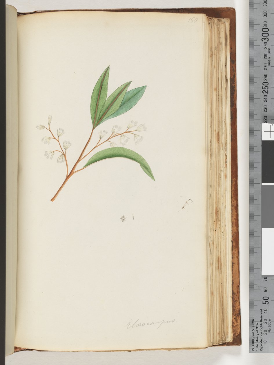 Page 150. Elaeocarpus - Unknown artist