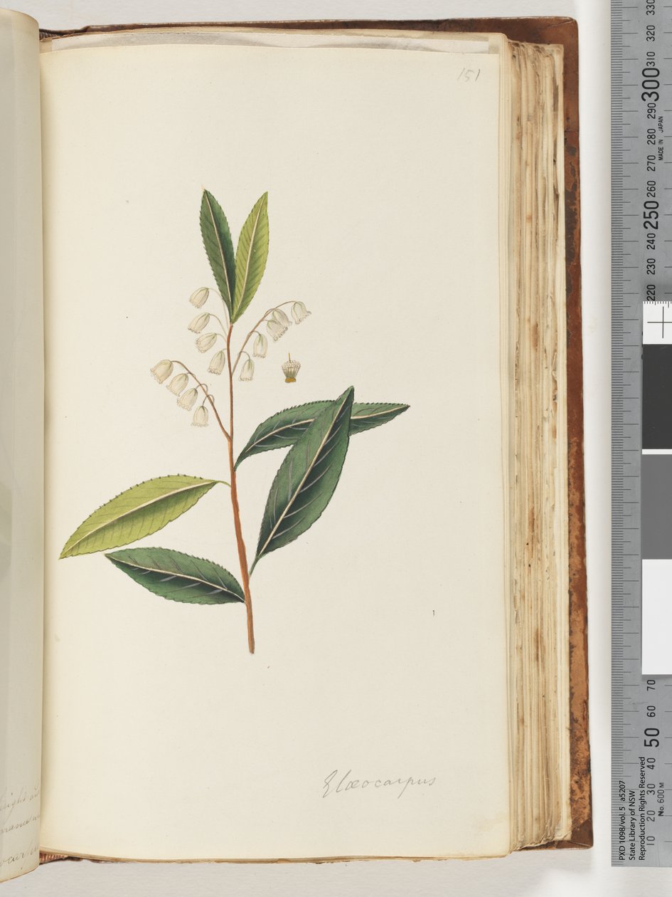 Elaeocarpus - Unknown artist