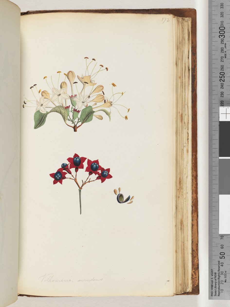 Page 172. Volkameria scandens / L