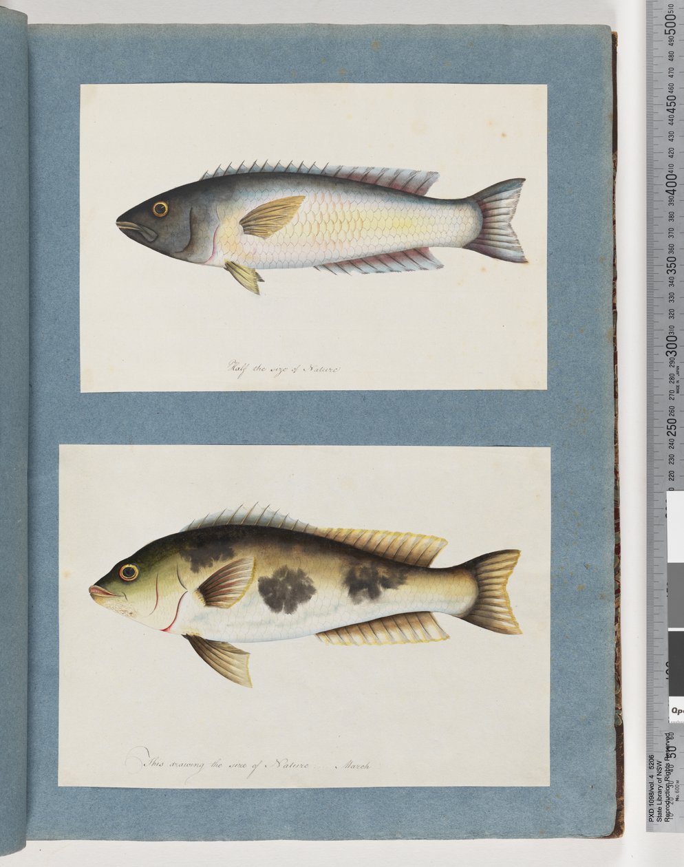 Page 18. Poisson non identifié.19. Poisson non identifié - Unknown artist