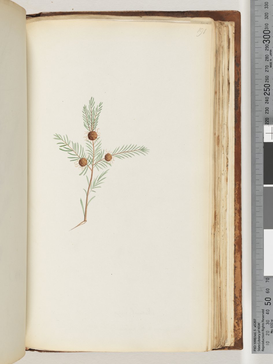 Page 191. Plante non identifiée - Unknown
