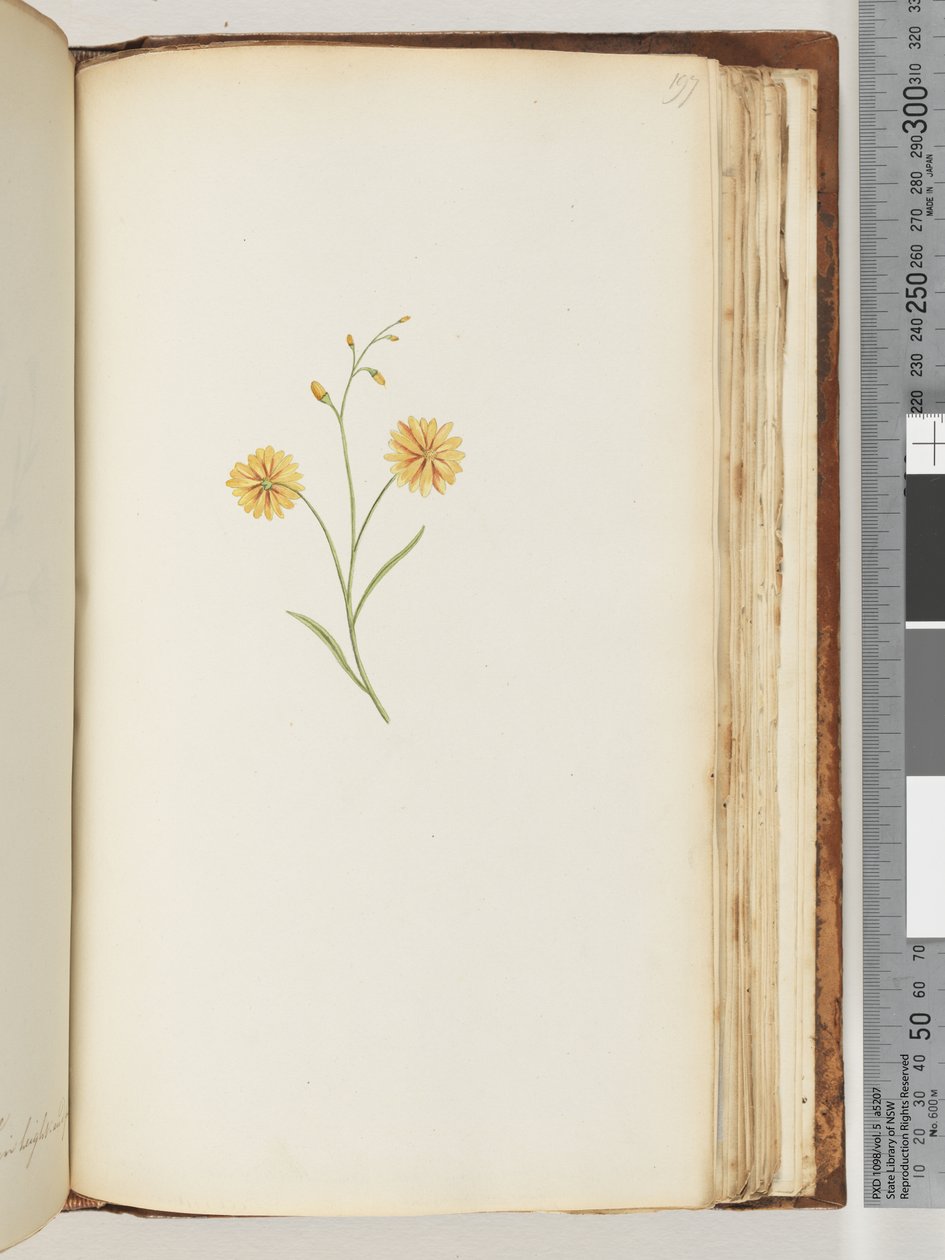 Page 197. Plante non identifiée - Unknown