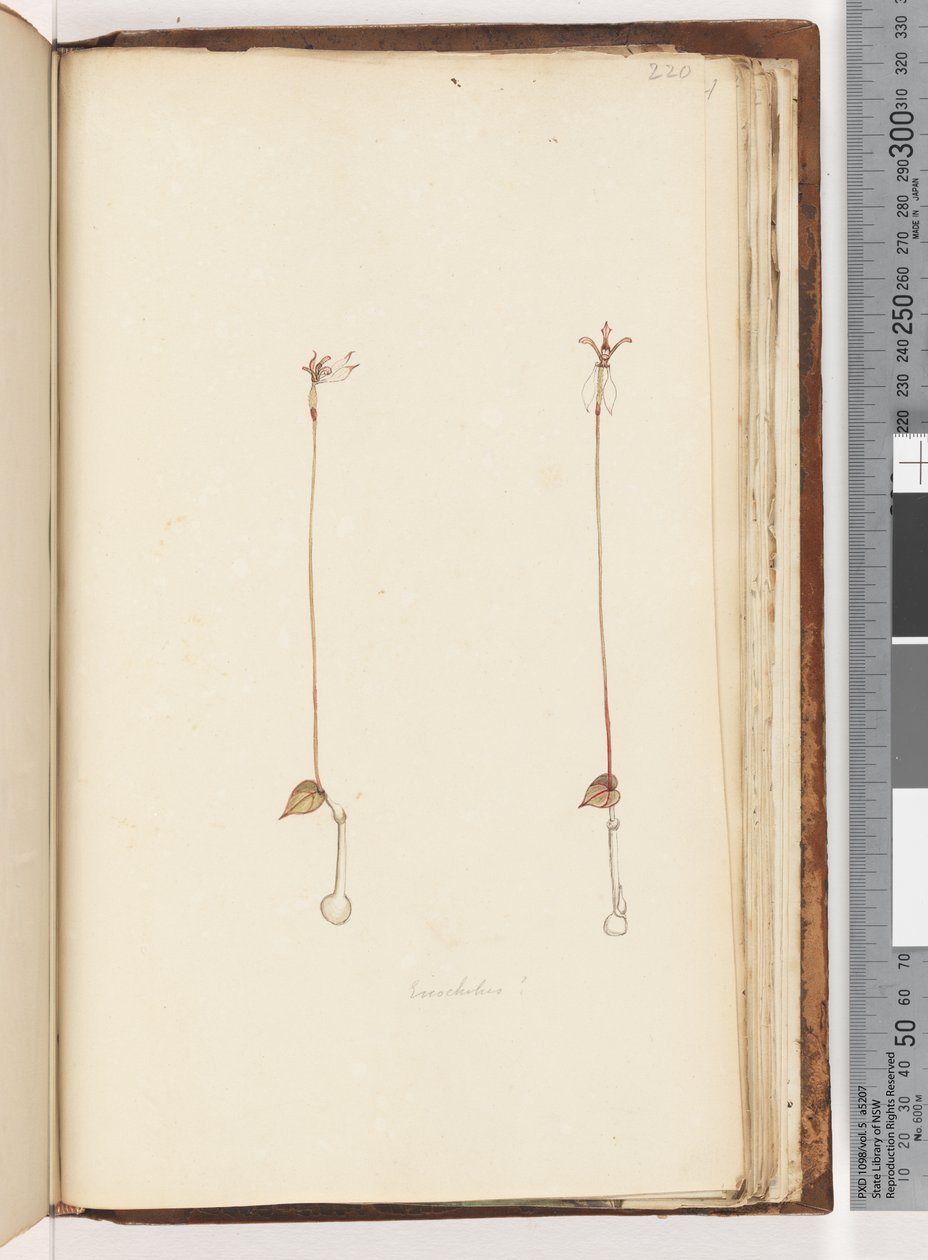 Page 220. Enochelus ? - Unknown
