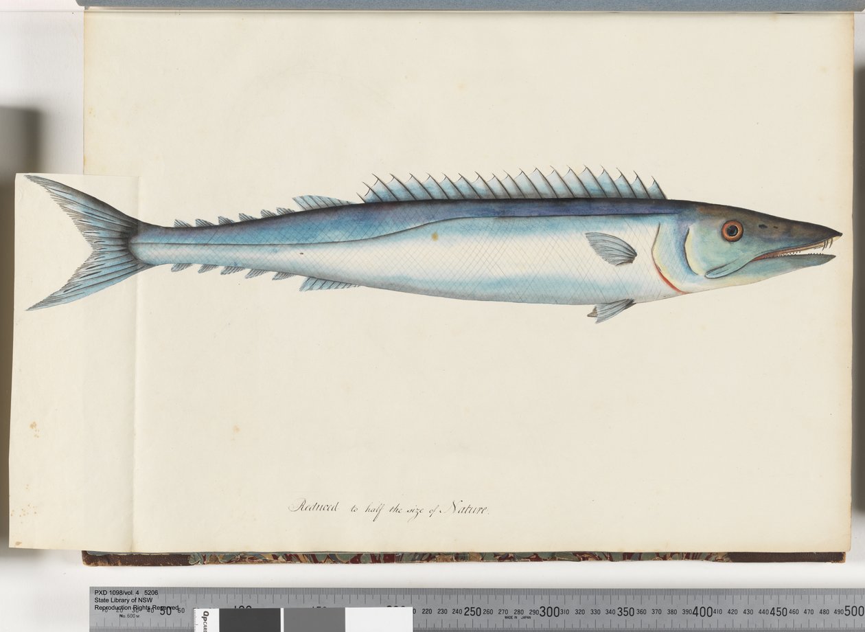 Page 32. Barracouta - Unknown artist