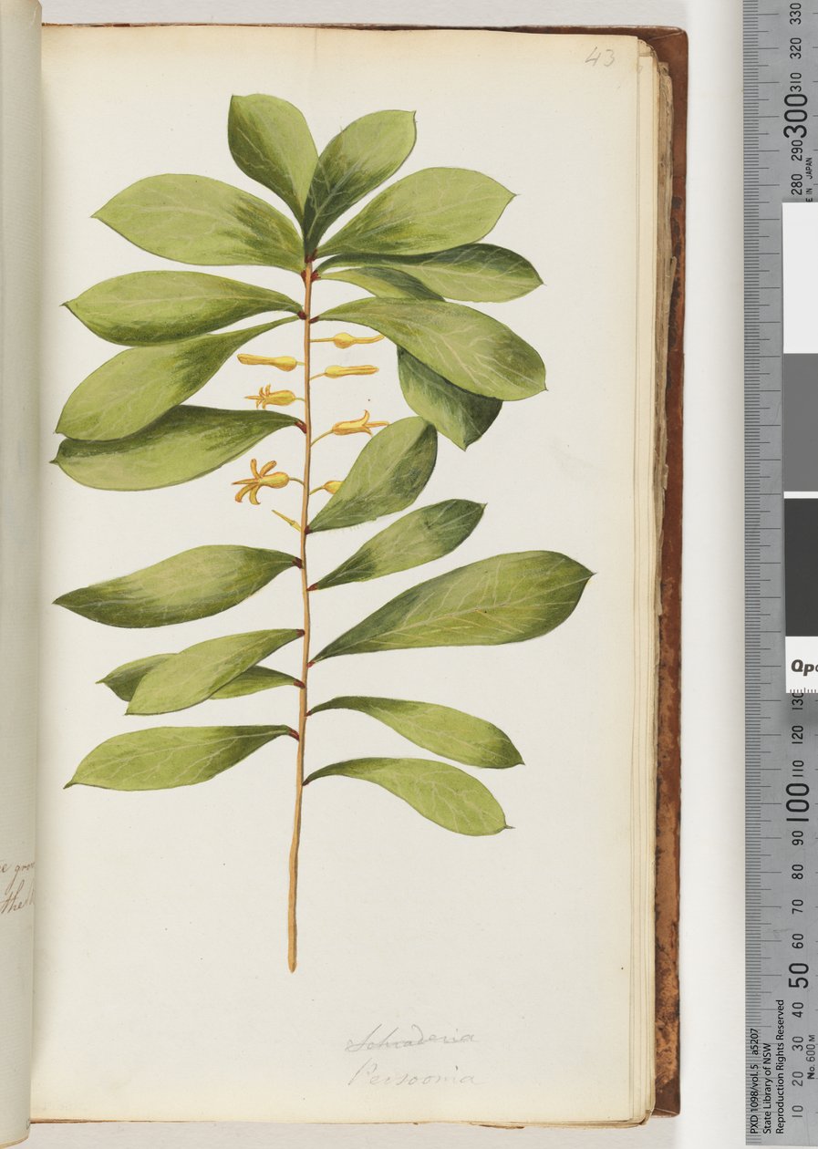 Page 43. Schraderia / Persoonia - Unknown artist