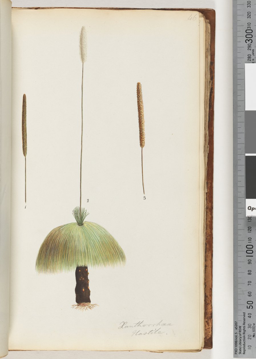 Page 46. Xanthorrhoea Hastile Arbre à herbe - Unknown artist