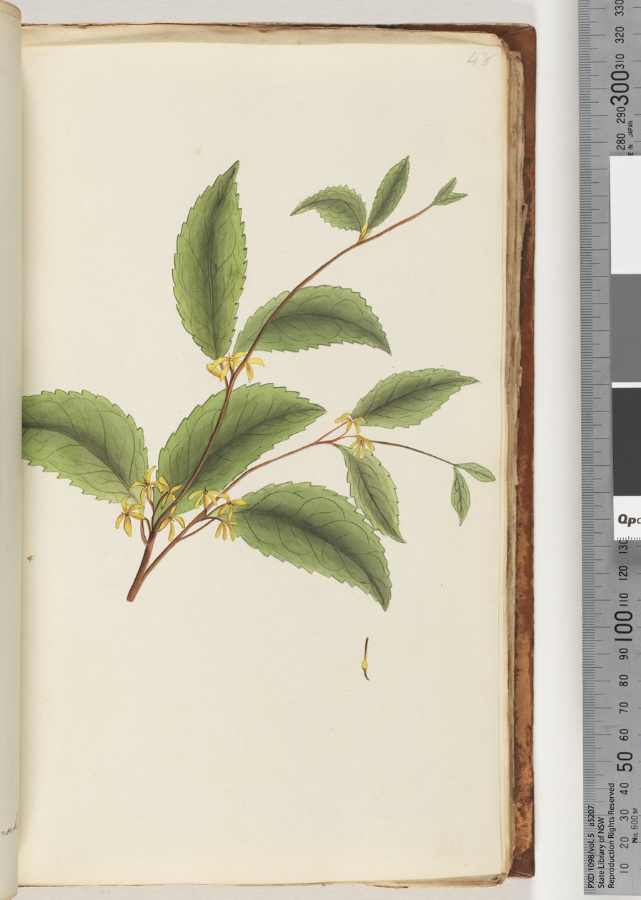 Page 48. Plante non identifiée - Unknown
