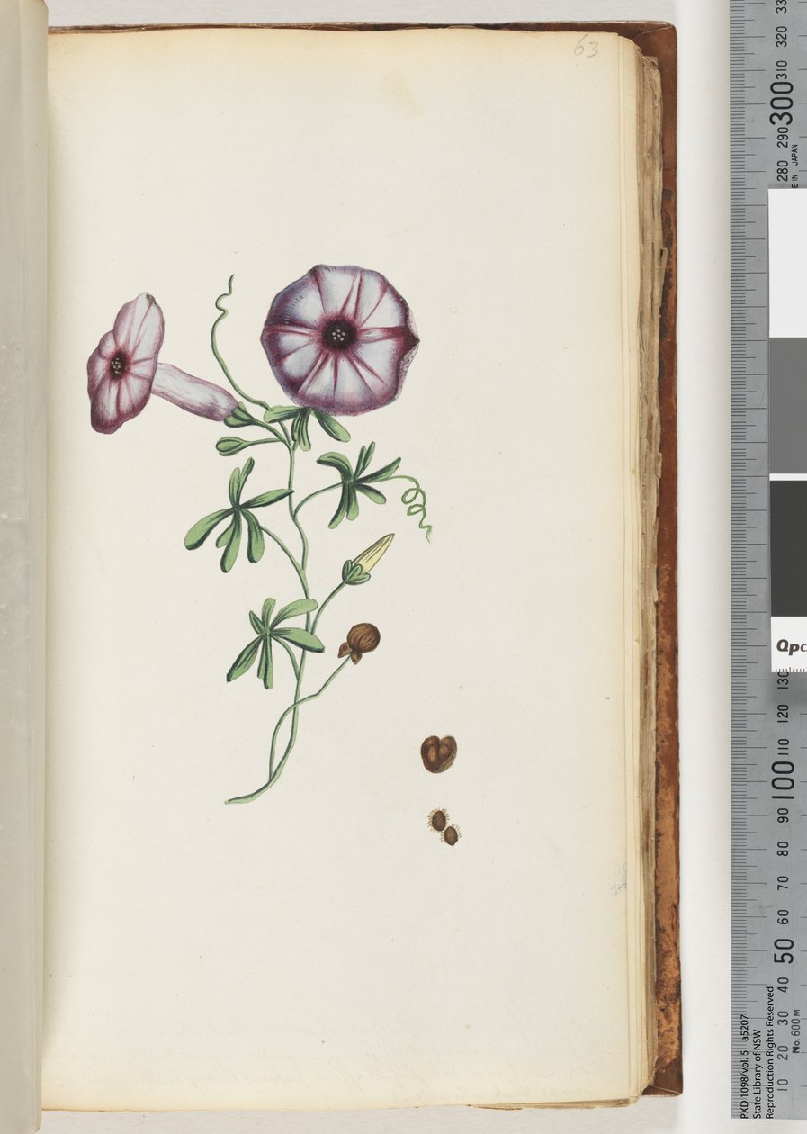 Page 63. Liseron - Unknown artist