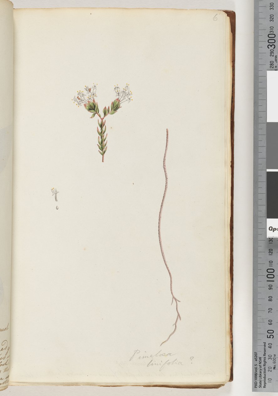 Page 6. Pimeloea linfolia - Unknown artist