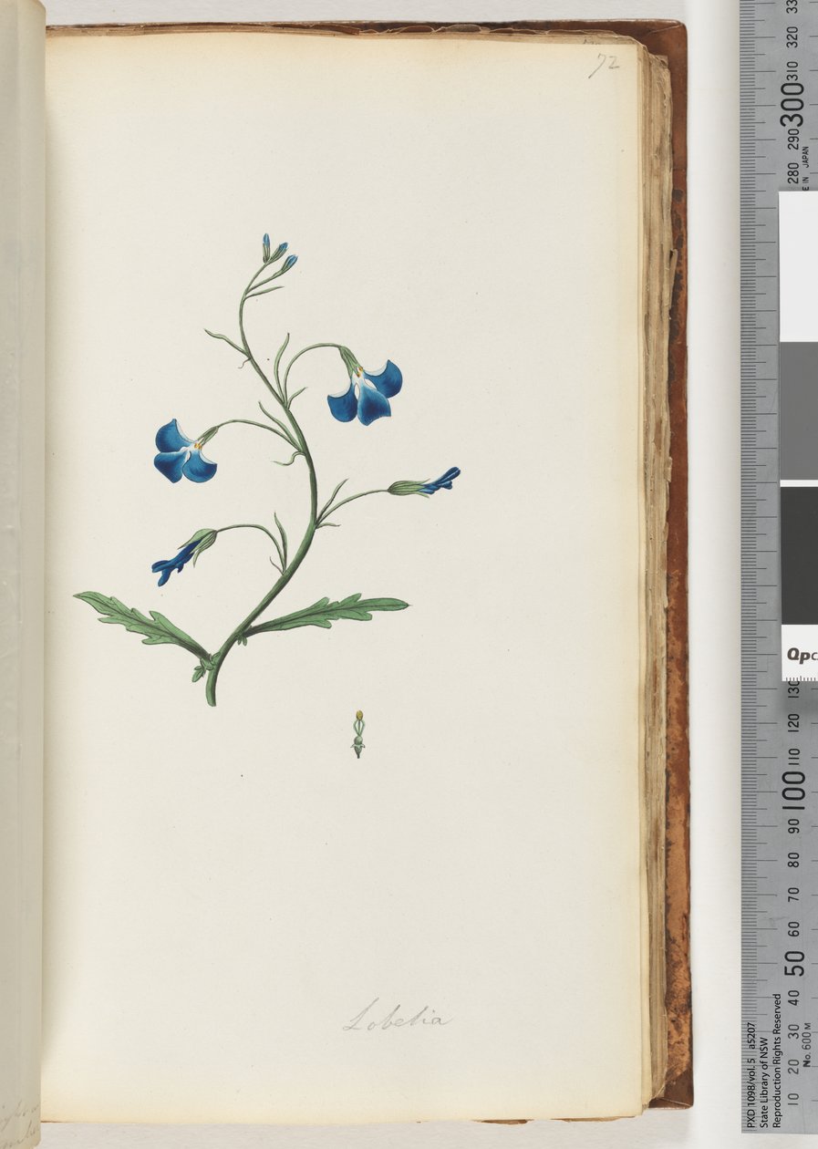 Page 72. Lobélie - Unknown artist