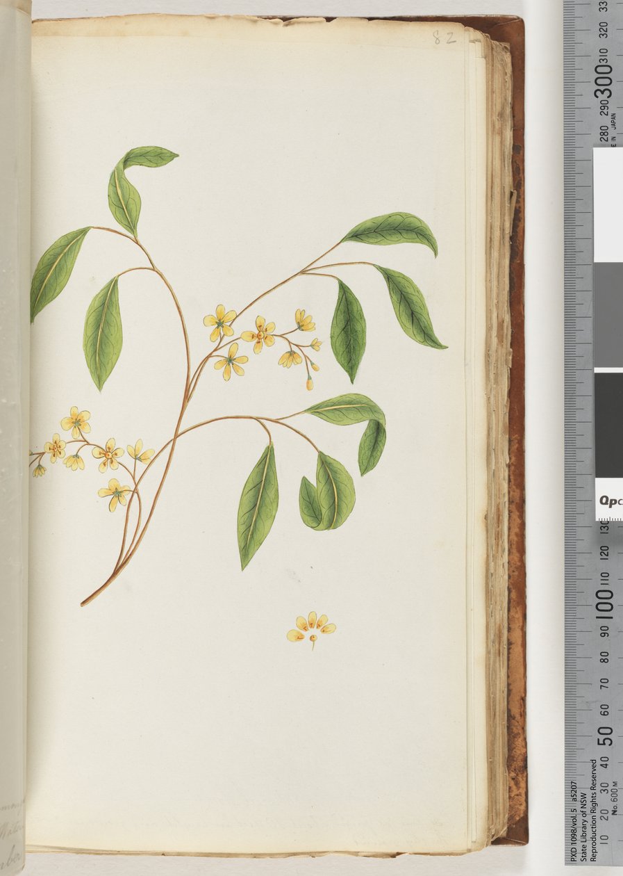 Page 82. Plante non identifiée - Unknown artist