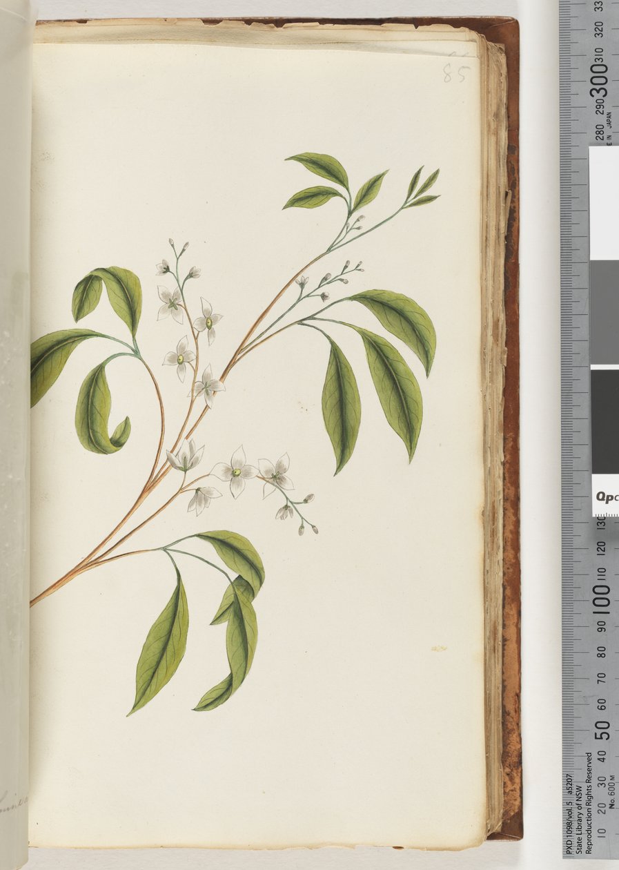 Plante non identifiée - Unknown artist