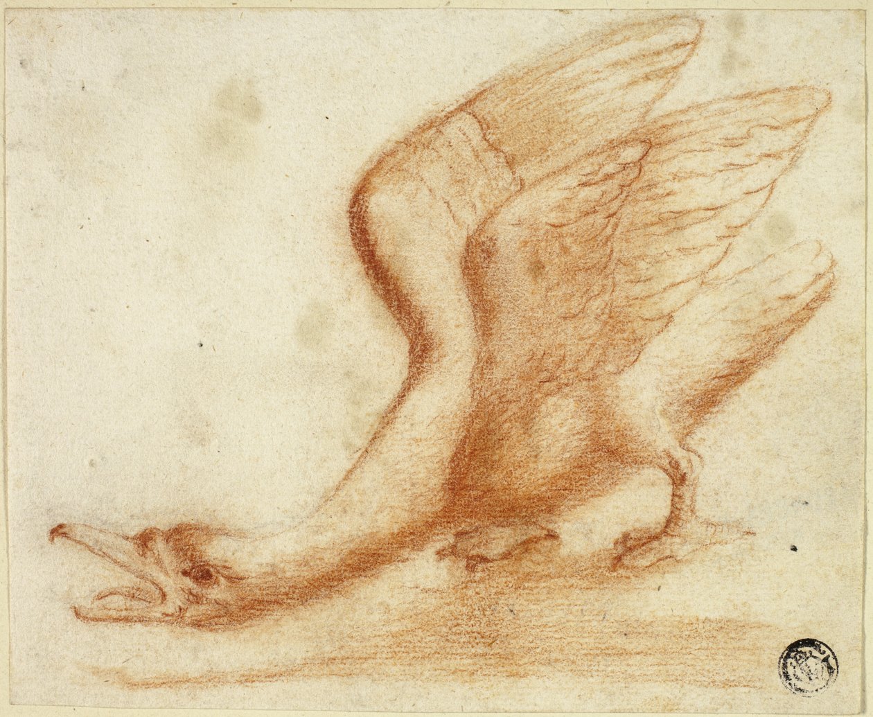 Cygne - Unknown artist