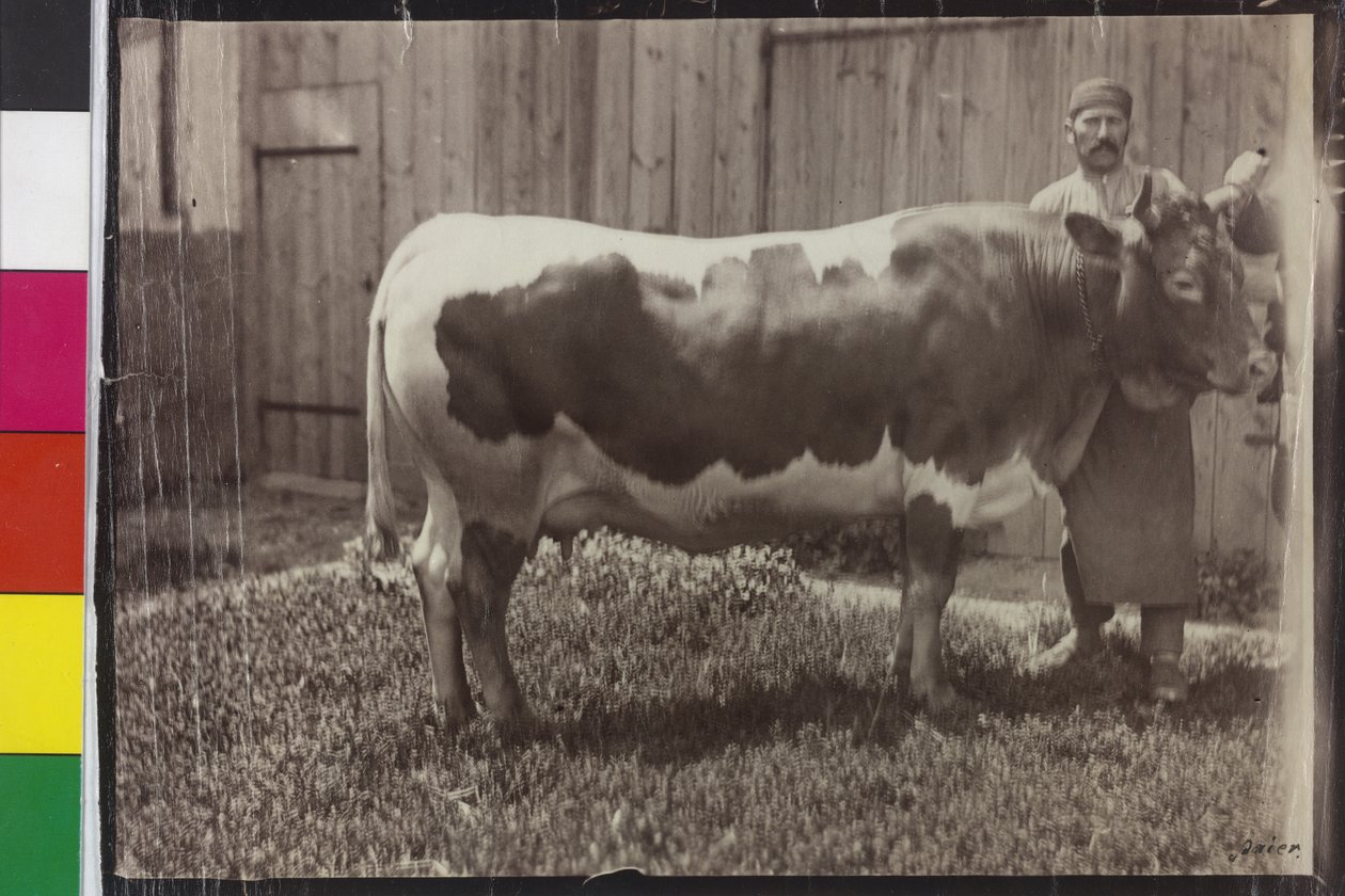 Vache - Pinzgau Gelbscheck - Unknown photographer