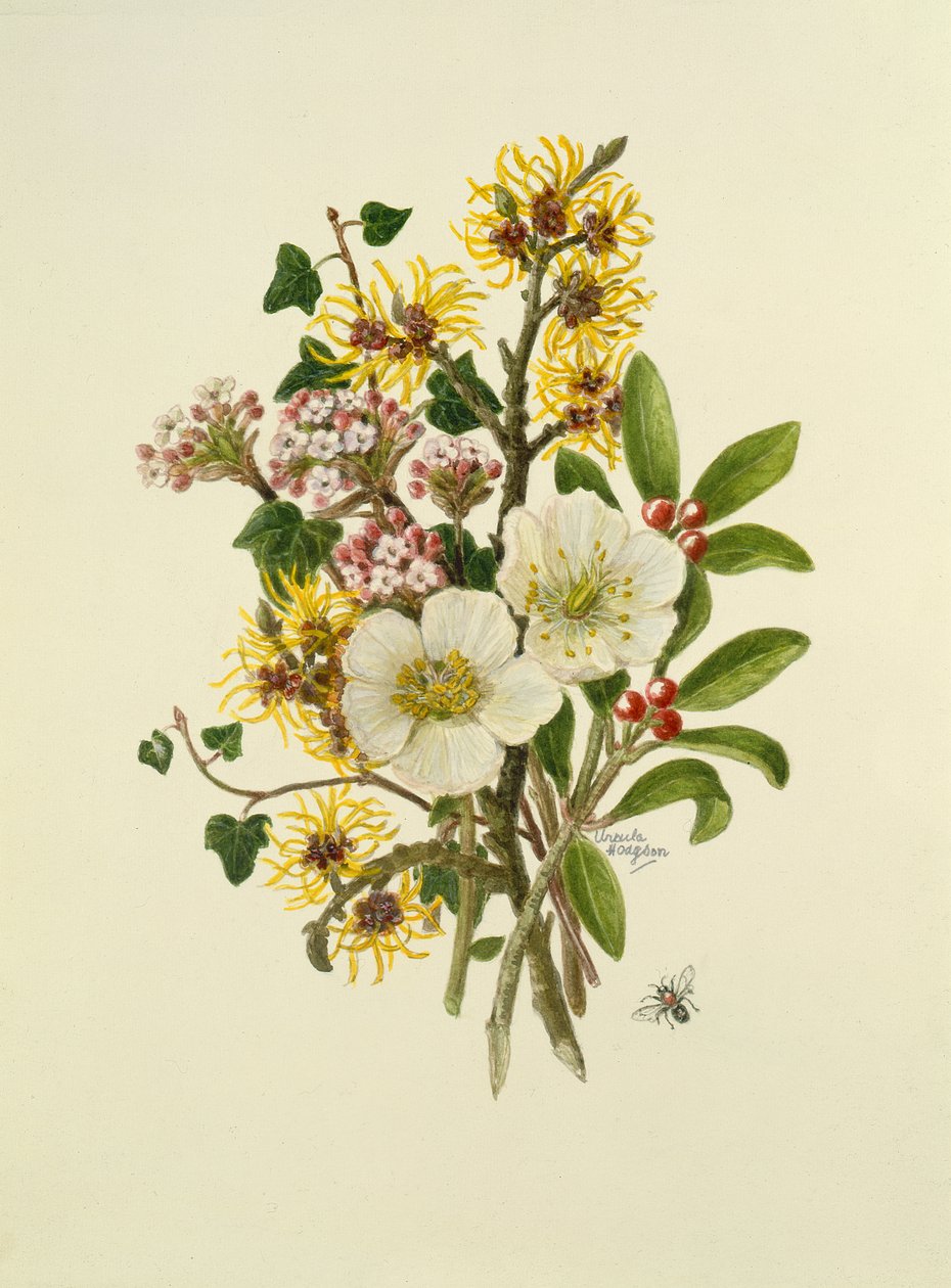 Skimia Japonica, Hammemelus, Viburnum et Hellébore - Ursula Hodgson
