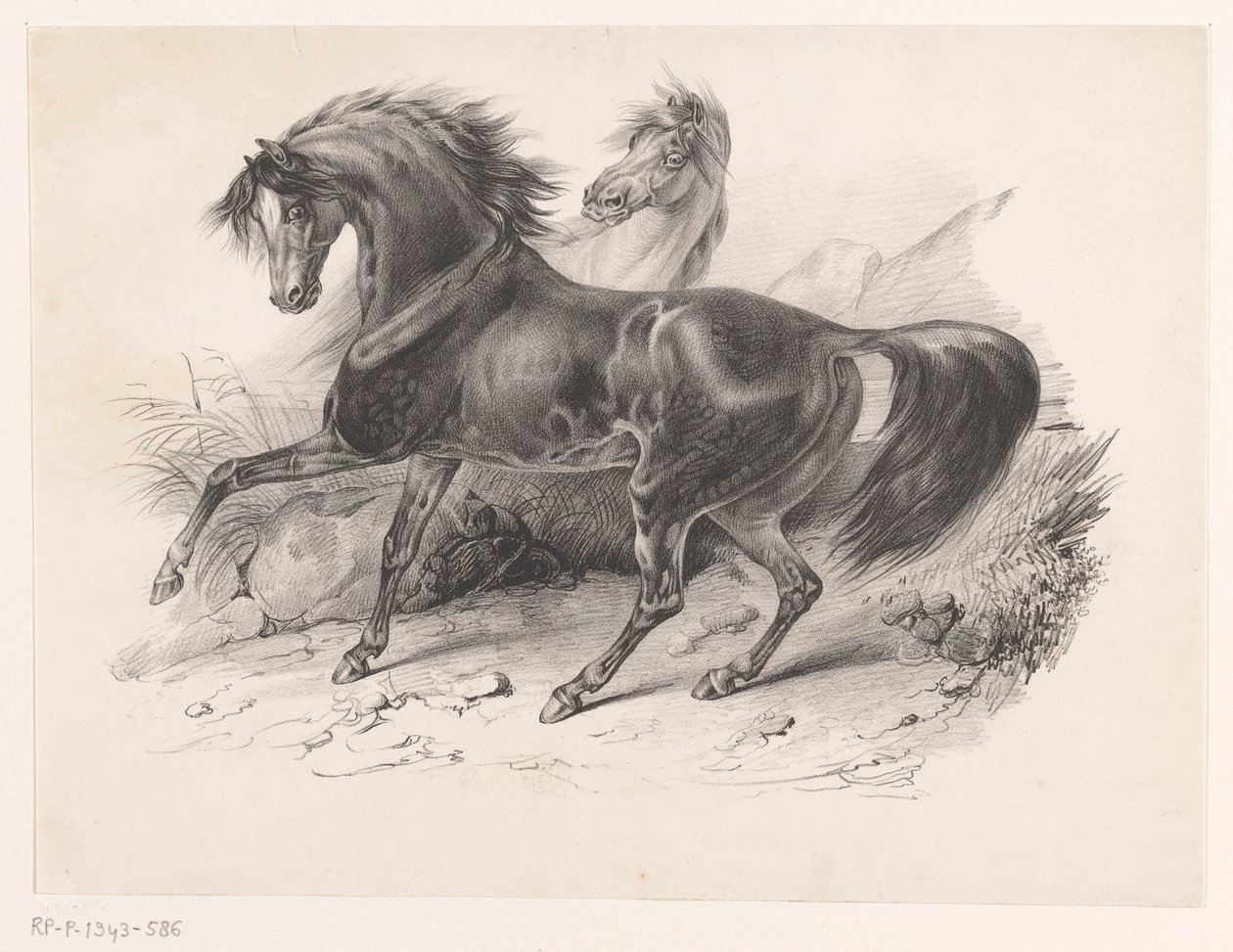 Deux chevaux sauvages - Victor Adam
