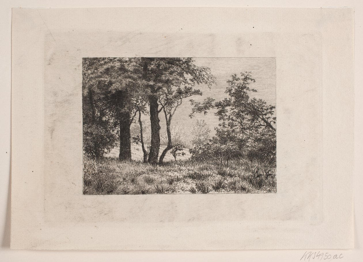 Chênes à la lisière d