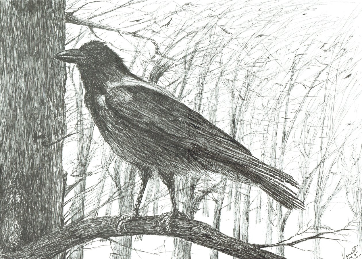 Oiseau - Vincent Alexander Booth