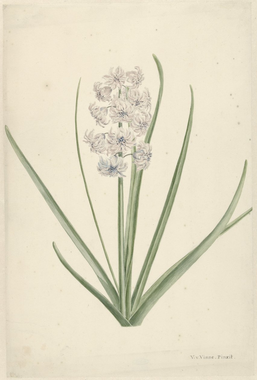Jacinthe blanc-bleu clair - Vincent Jansz. van der Vinne
