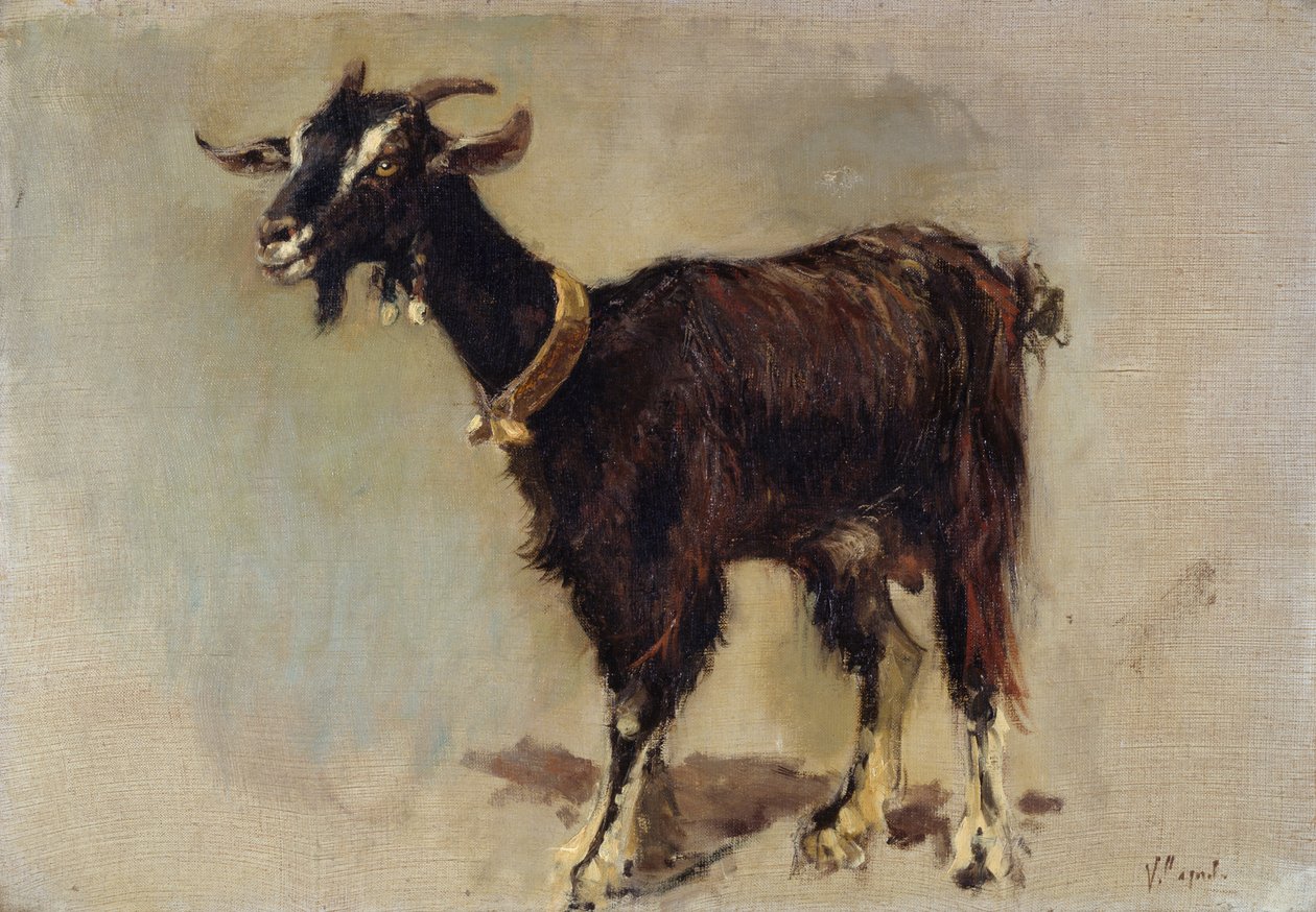 Chèvre - Vincenzo Caprile