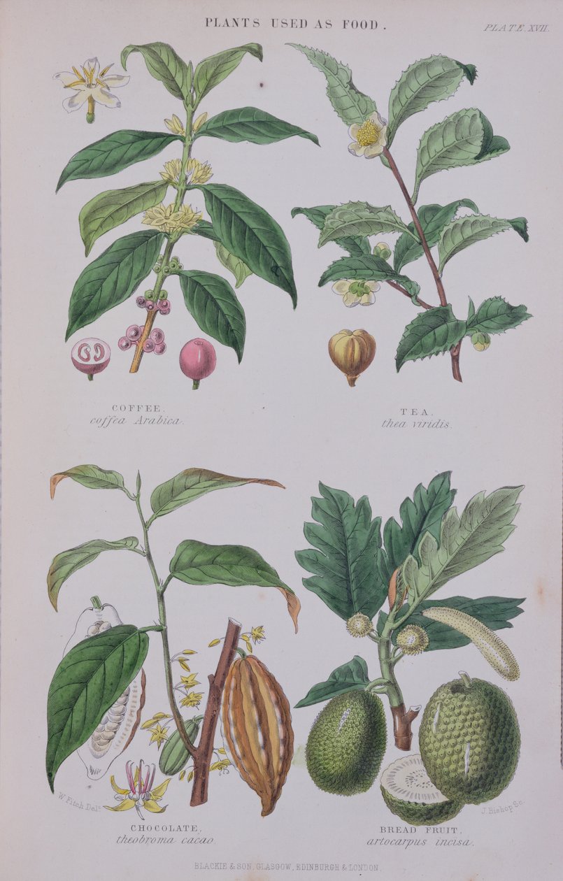 Café, thé, chocolat et fruit à pain, planche d