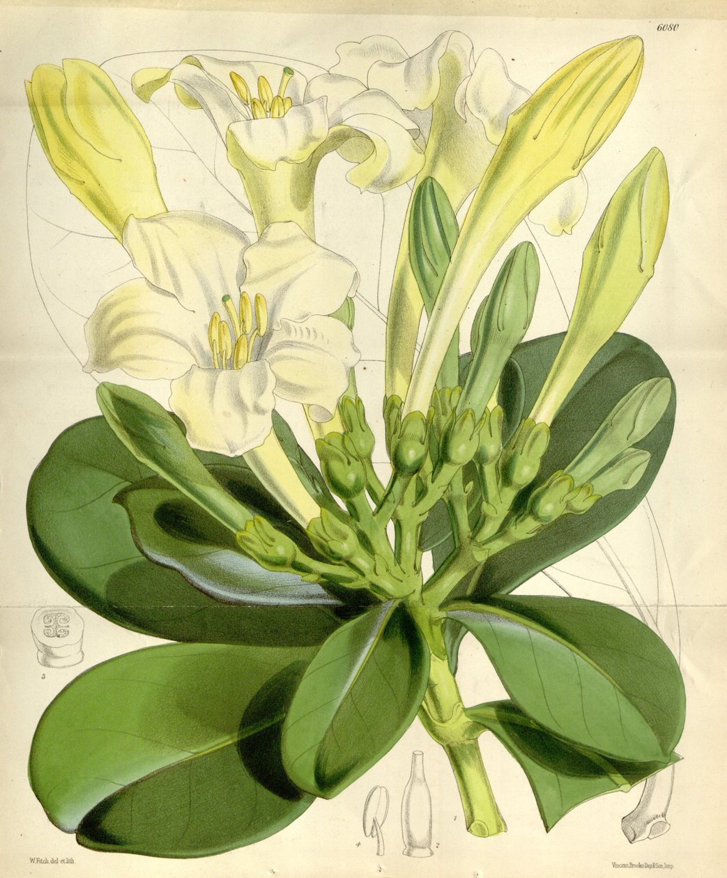 Fagraea ceilanica - W.H. Fitch