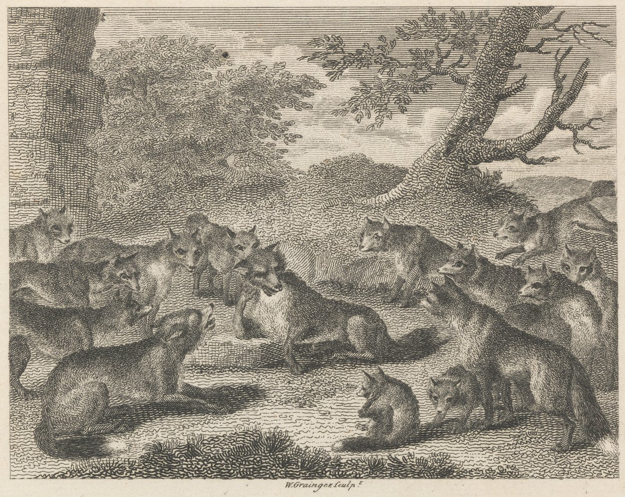Le renard à l