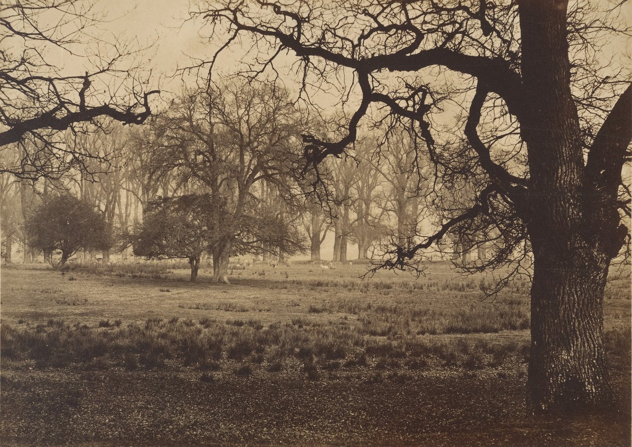 Parc de Windsor, nourrissage des cerfs - W. H. Nicholl