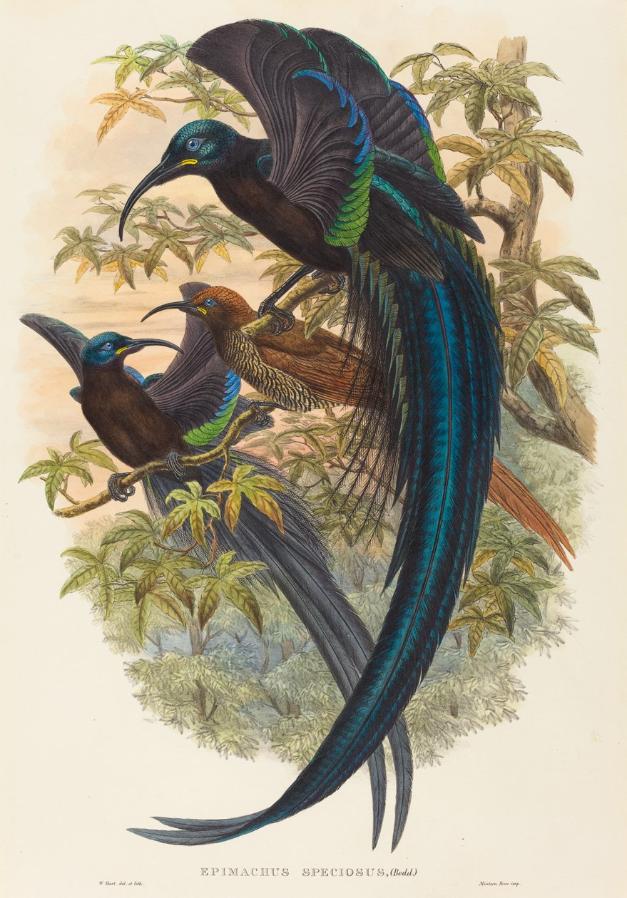 Epimachus speciosus (Oiseau de paradis à bec en faucille) - W. Hart