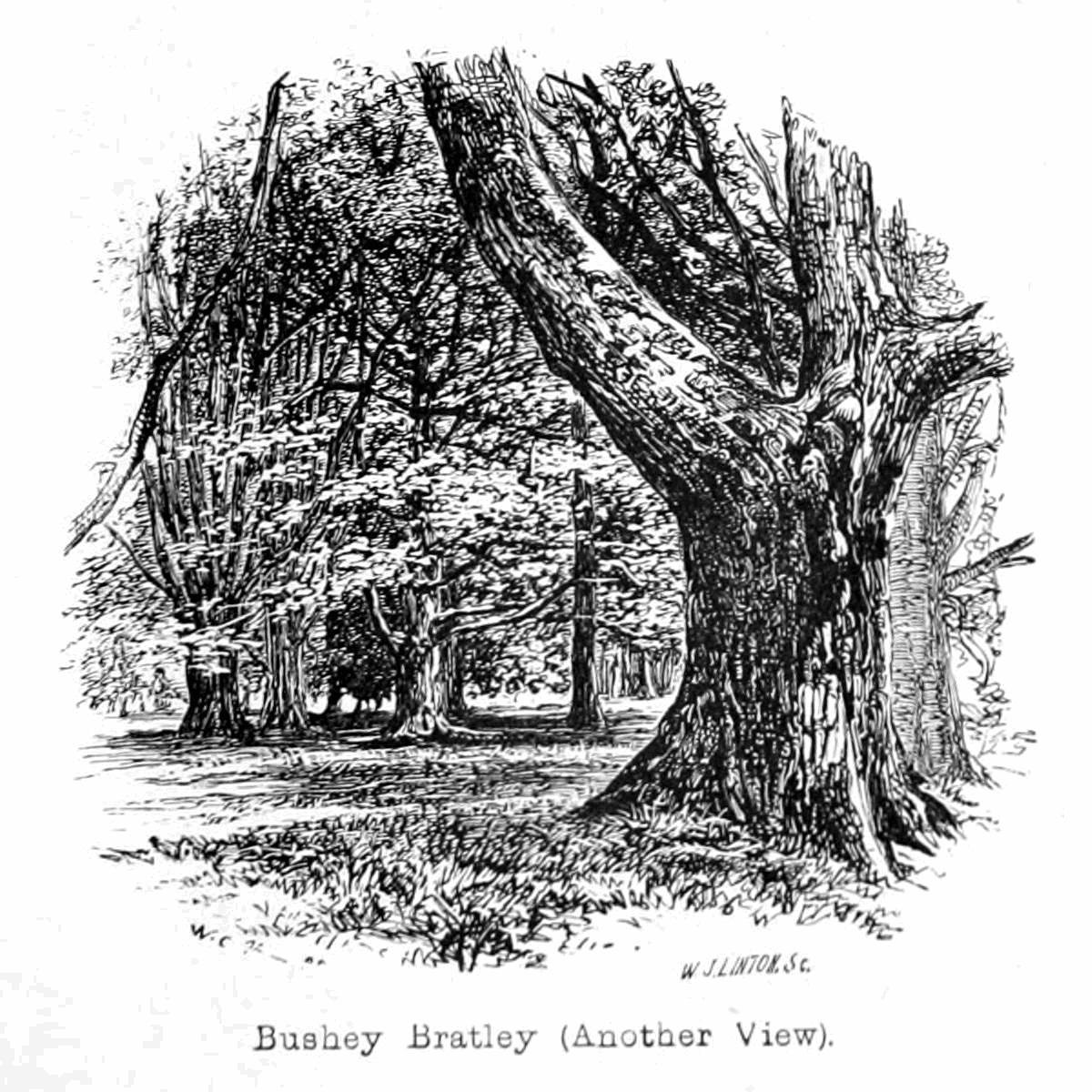 Bushey Bratley - Walter Crane