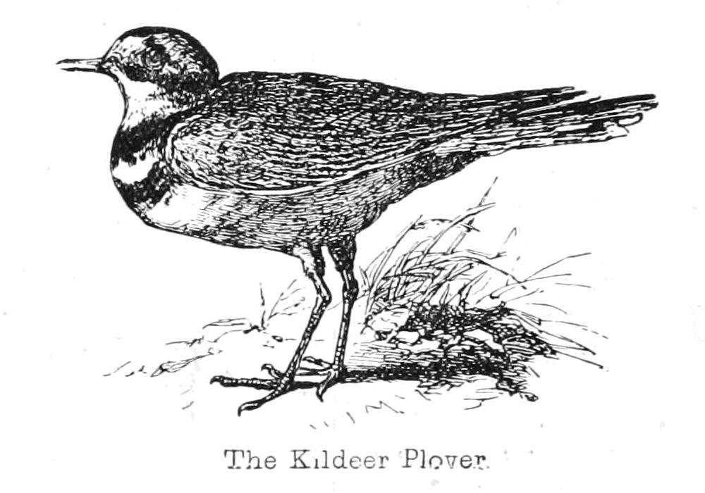 Le pluvier kildir - Walter Crane