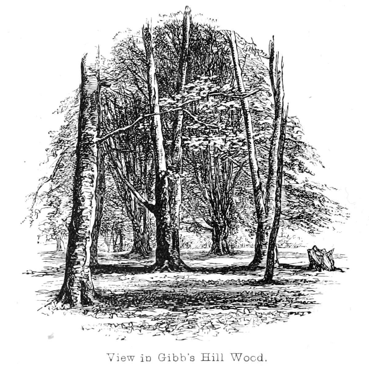 Vue dans le bois de Gibbs Hill - Walter Crane