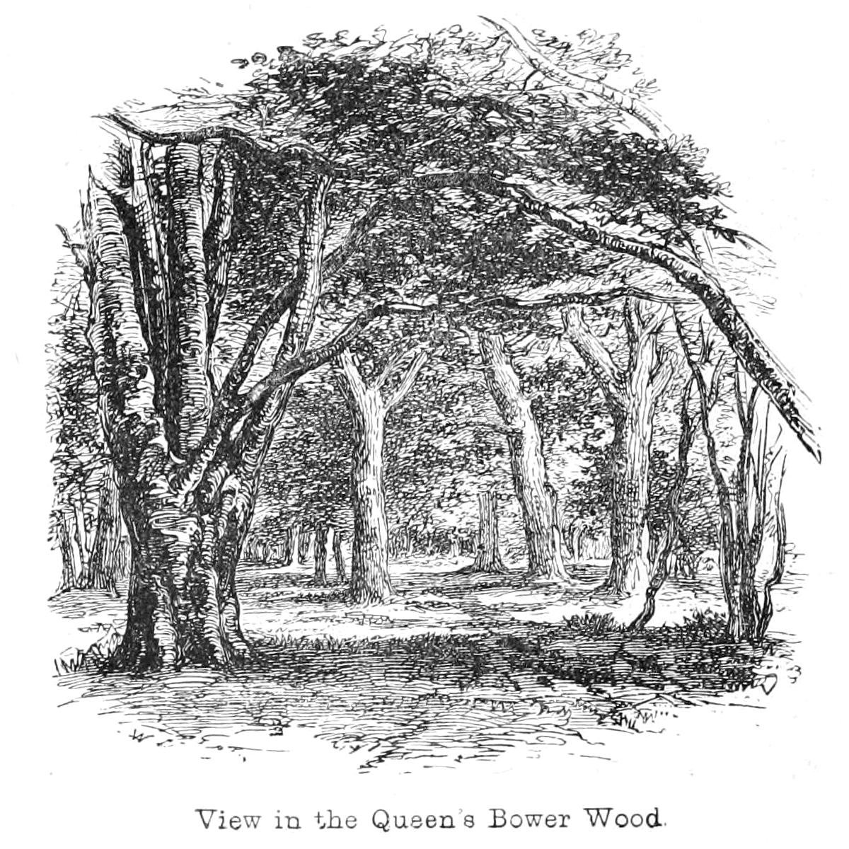 Vue dans le bois de Queens Bower - Walter Crane