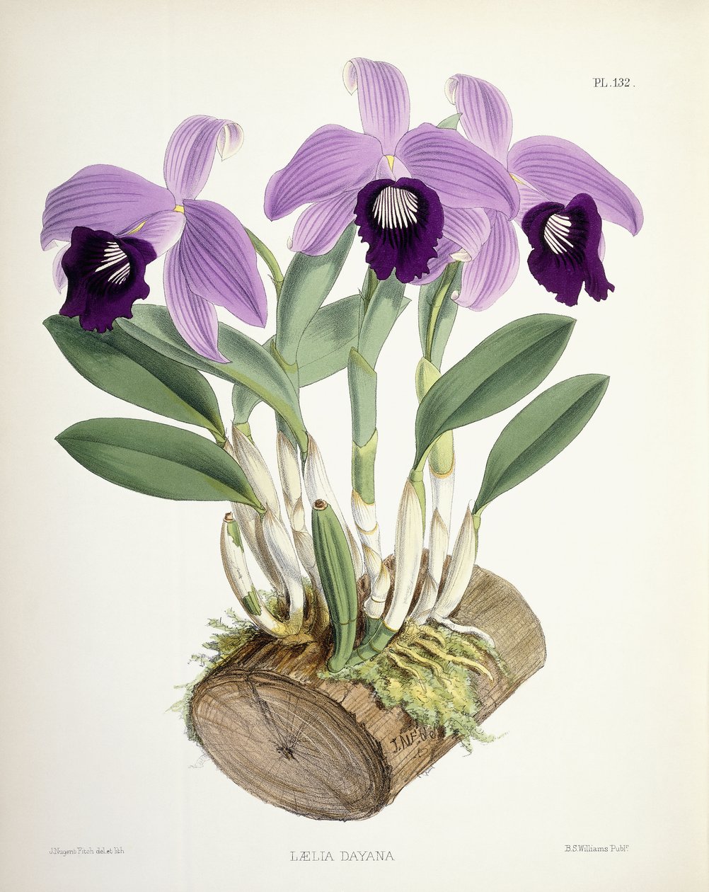 Laelia Dayana, vers 1882-1897 - Walter Hood Fitch