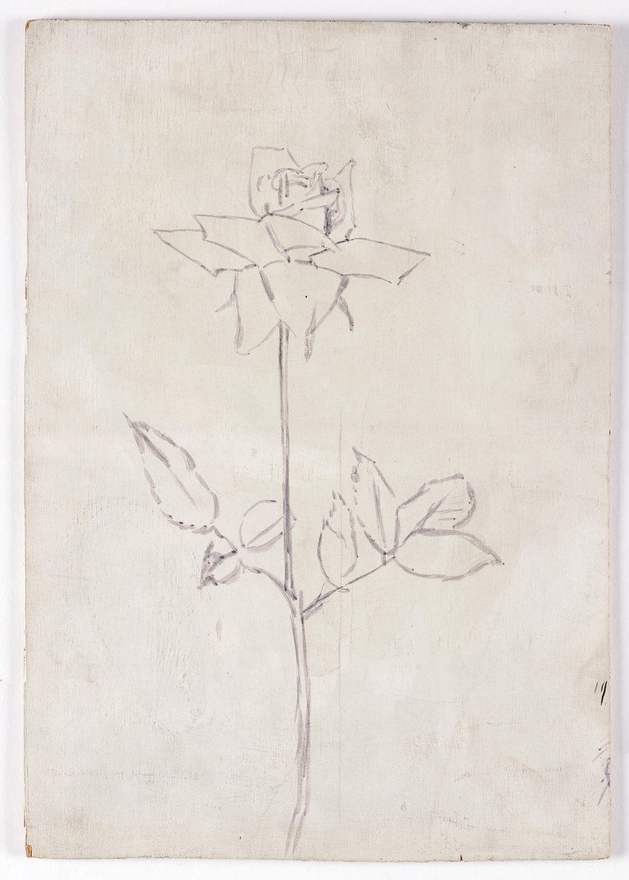 Rose - Walther Gamerith