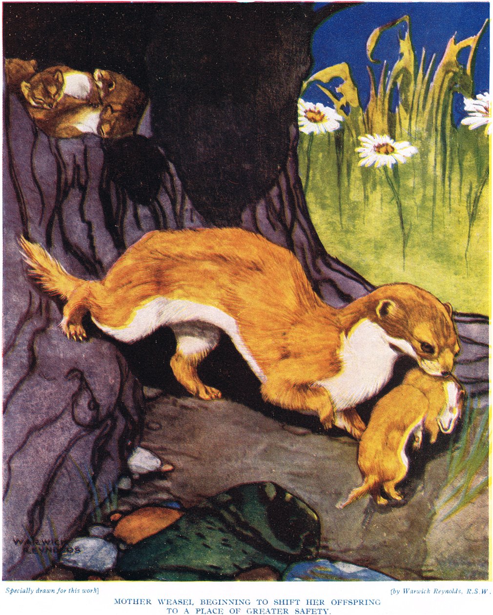 La mère belette commençant à déplacer ses petits, illustration de 