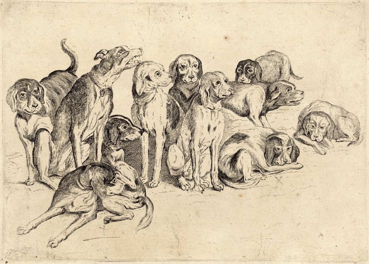Onze chiens - Wenceslaus Hollar
