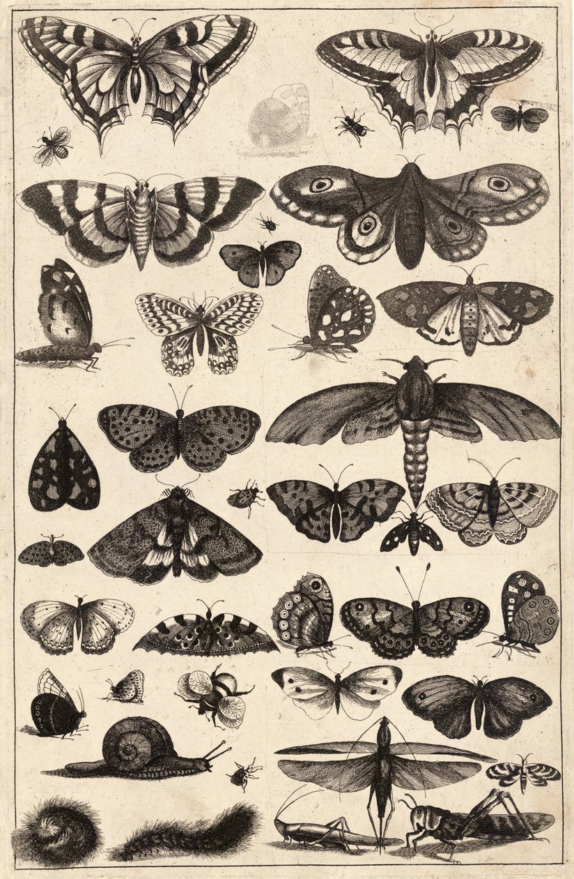 Quarante et un insectes - Wenceslaus Hollar
